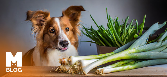 Köpekler Pırasa Yer mi?
