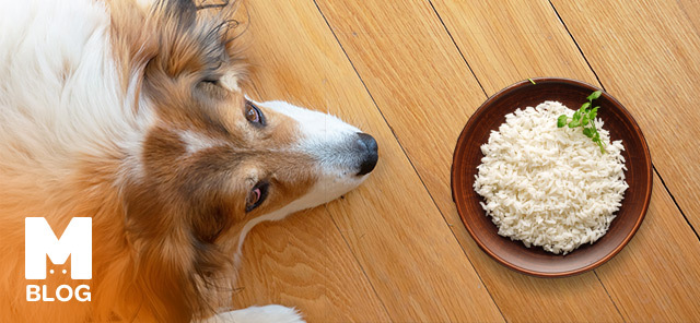 Köpekler Pirinç Yer mi?