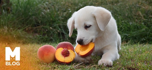 Köpekler Şeftali Yer mi?