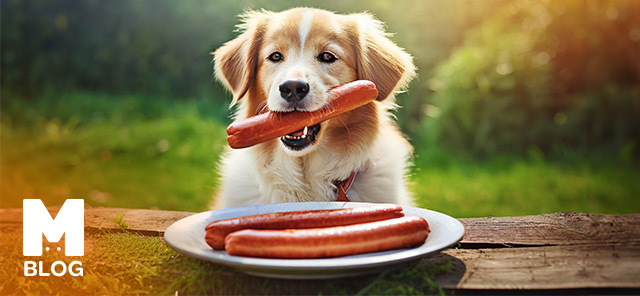Köpekler Sosis Yer mi?