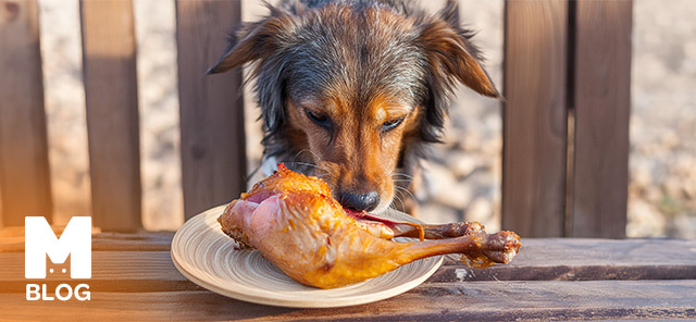 Köpekler Tavuk Yer mi?