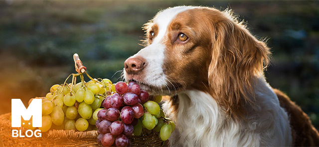 Köpekler Üzüm Yer mi?