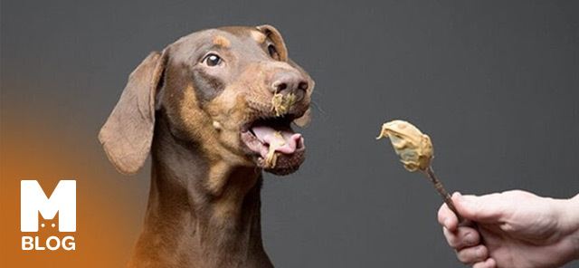 Köpekler Yer Fıstığı veya Fıstık Ezmesi Yerler mi?