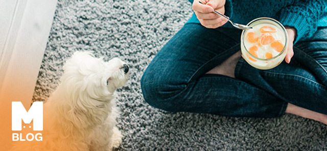 Köpekler Yoğurt Yer Mi?