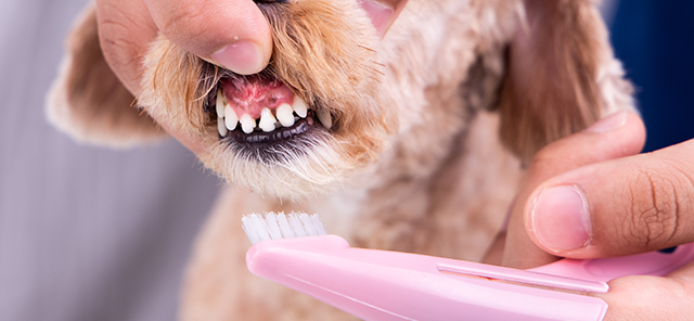 KÖPEKLERDE DİŞ BAKIMI NASIL OLMALI?