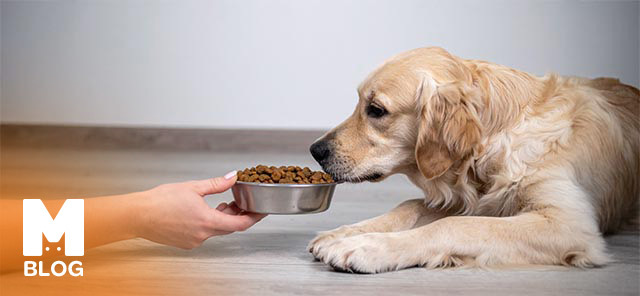 Köpeklerde Gluten Alerjisi: Belirtiler, Tedavi Yöntemleri ve Yaşam Önerileri