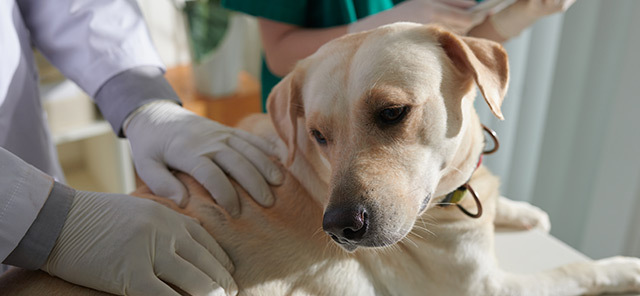 KÖPEKLERDE GÖRÜLEN HAZIMSIZLIĞIN NEDENLERİ
