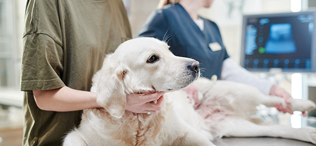 Köpeklerde Görülen Kanser Türleri ve Belirtileri