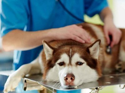 Köpeklerde İlaç Zehirlenmesinin Belirtileri