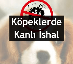 KÖPEKLERDE KANLI İSHAL (Canine Parvo Virus)