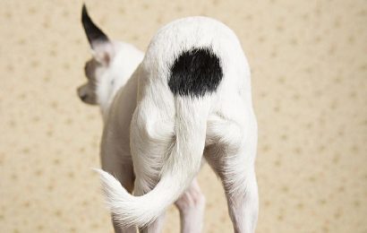 Köpeklerde Kuyruk Kırılması