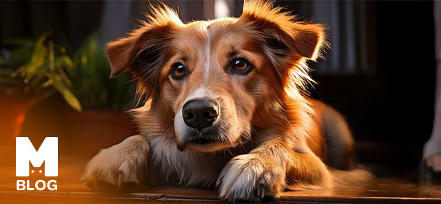 Köpeklerde Pire Sorunu