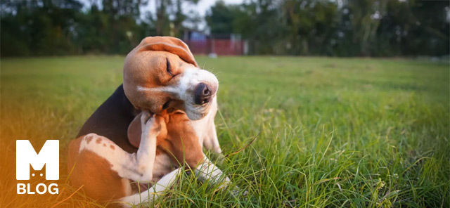 Köpeklerde Saçkıran: Belirtileri, Nedenleri ve Tedavi Yöntemleri