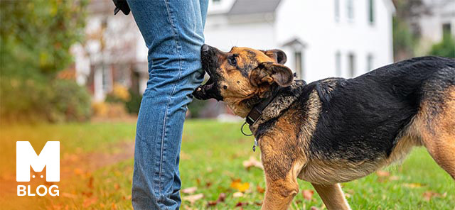 Köpeklerde Davranış Bozuklukları: Nedenleri, Belirtileri ve Çözümleri