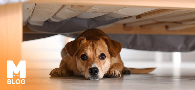 Köpeklerde Travma: Belirtileri ve Önemi