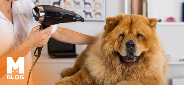 Köpeklerde Tüy ve Deri Bakımı