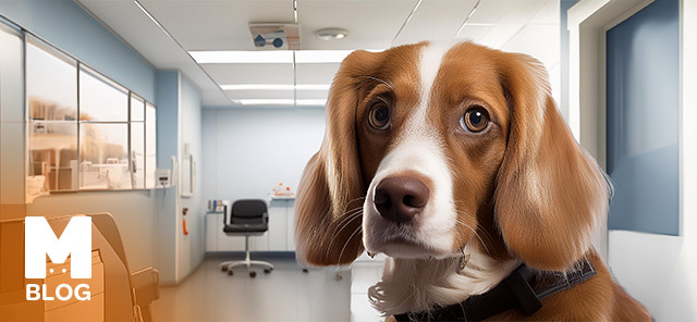 Köpeklerde Uyuz Belirtisi ve Tedavisi