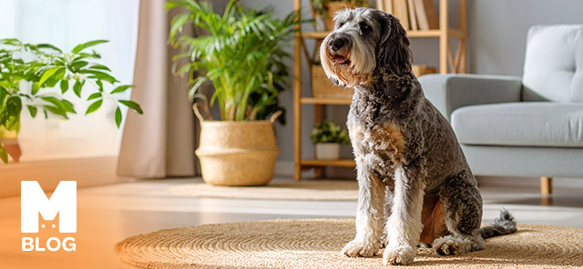 Köpeklerde Yaşlanma Belirtileri ve Dikkat Edilmesi Gerekenler