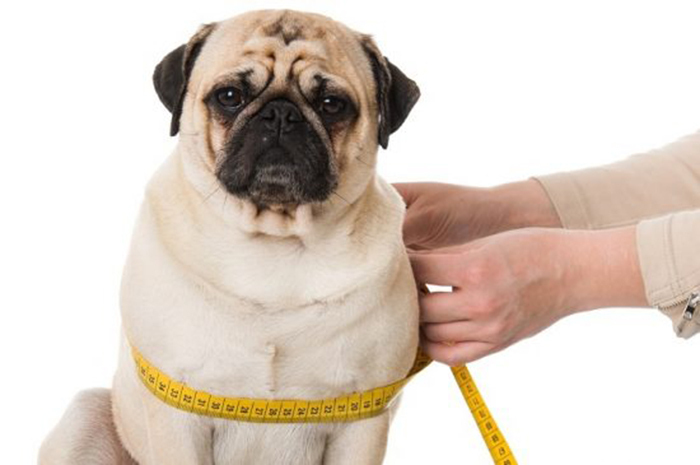 KÖPEKLERİ ZAYIFLATMA YÖNTEMLERİ 