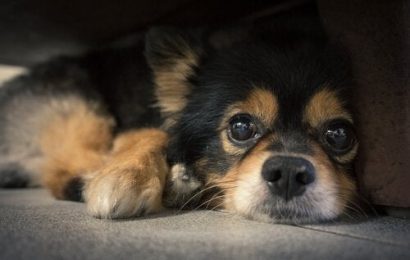 Köpeklerin Bıyıkları Ne İşe Yarar, Neden Kesilmez?