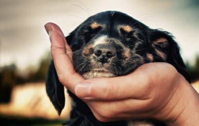 Köpeklerin Gaz Çıkarması Normal Midir?
