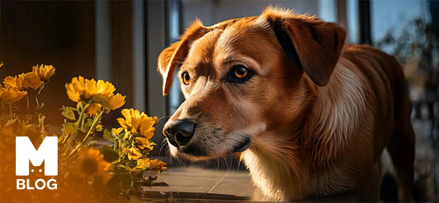 KÖPEKLERİN HOŞLANMADIĞI KOKULAR