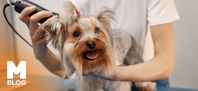Köpeklerin Tüyleri Ne Zaman Tıraş Edilmeli?