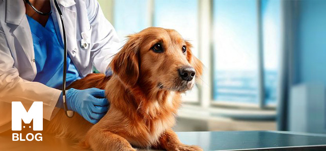Köpeklerde Kısırlaştırma İşleminin Önemi