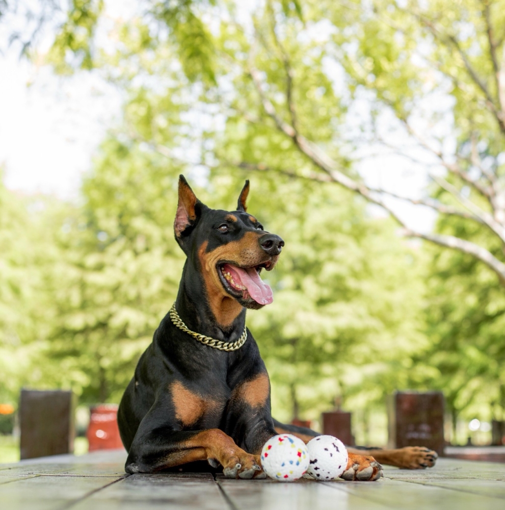 M-Pets Bloom Parçalanmaz Oyun Topu - Beyaz/Siyah - 3