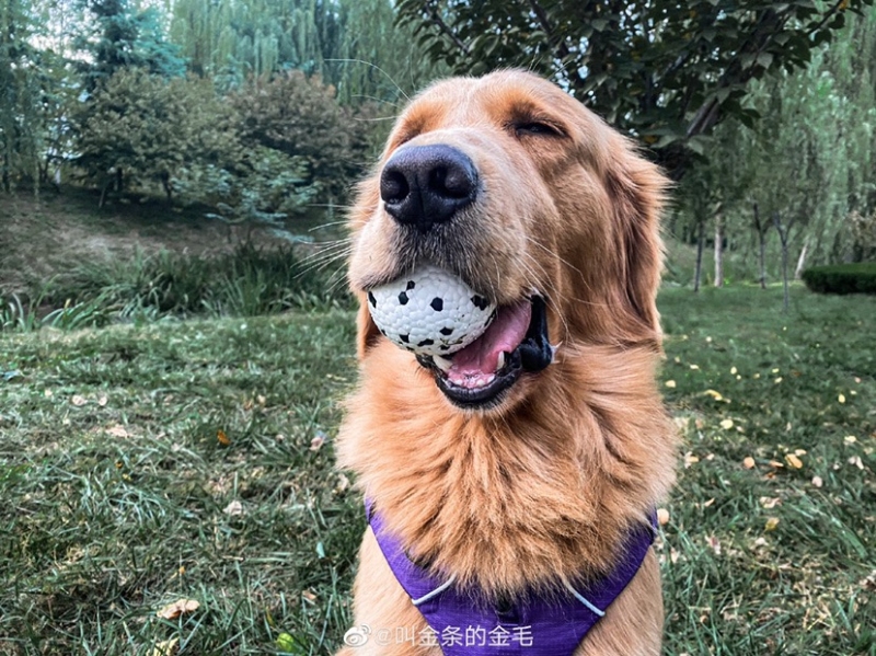 M-Pets Bloom Parçalanmaz Oyun Topu - Beyaz/Siyah - 4