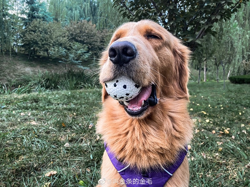 M-Pets Bloom Parçalanmaz Oyun Topu - Beyaz/Siyah - 4