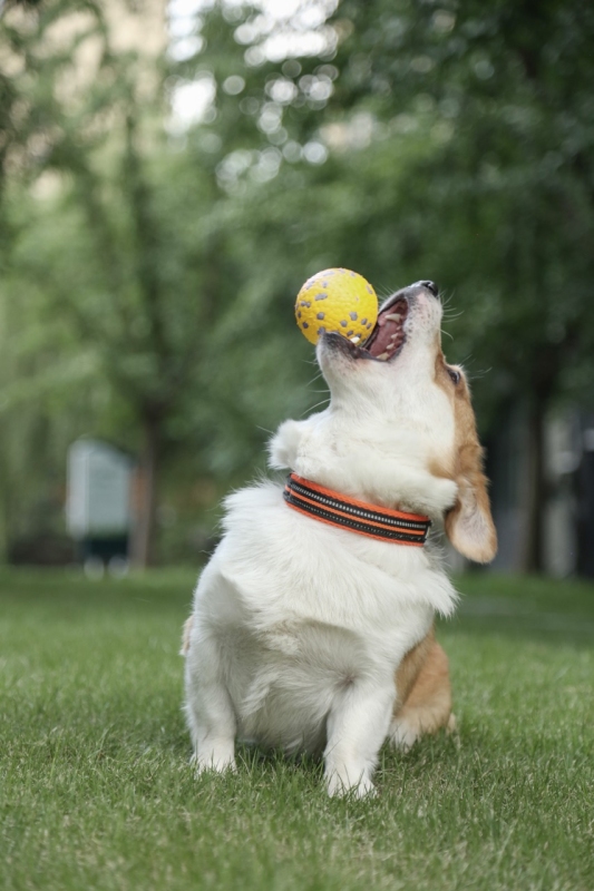 M-Pets Bloom Parçalanmaz Oyun Topu - Sarı/Gri - 3