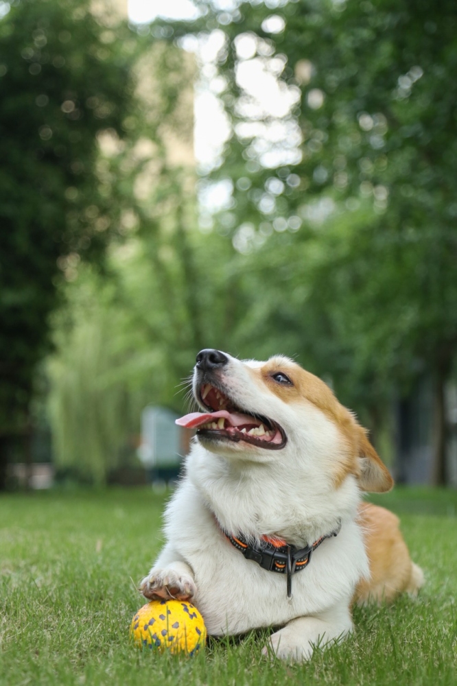 M-Pets Bloom Parçalanmaz Oyun Topu - Sarı/Gri - 4