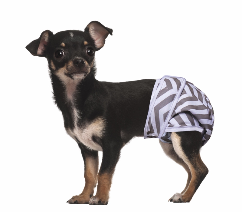 M-Pets Dişi Köpekler İçin Yıkanabilir 2'li Külot Bez 25,4 cm (XS) - 2