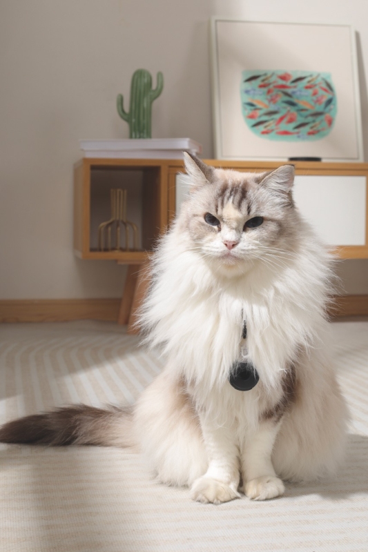 M-Pets Fearless Ultrasonik Pire ve Kene Kovucu Siyah - 5