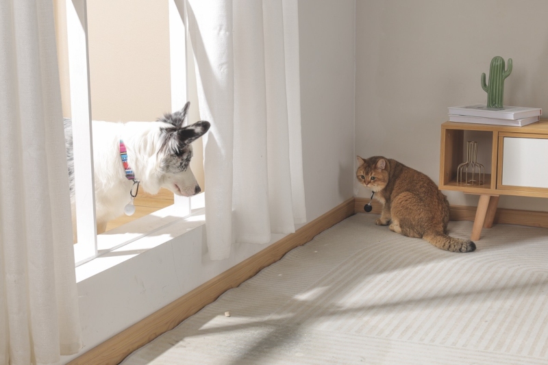 M-Pets Fearless Ultrasonik Pire ve Kene Kovucu Siyah - 6