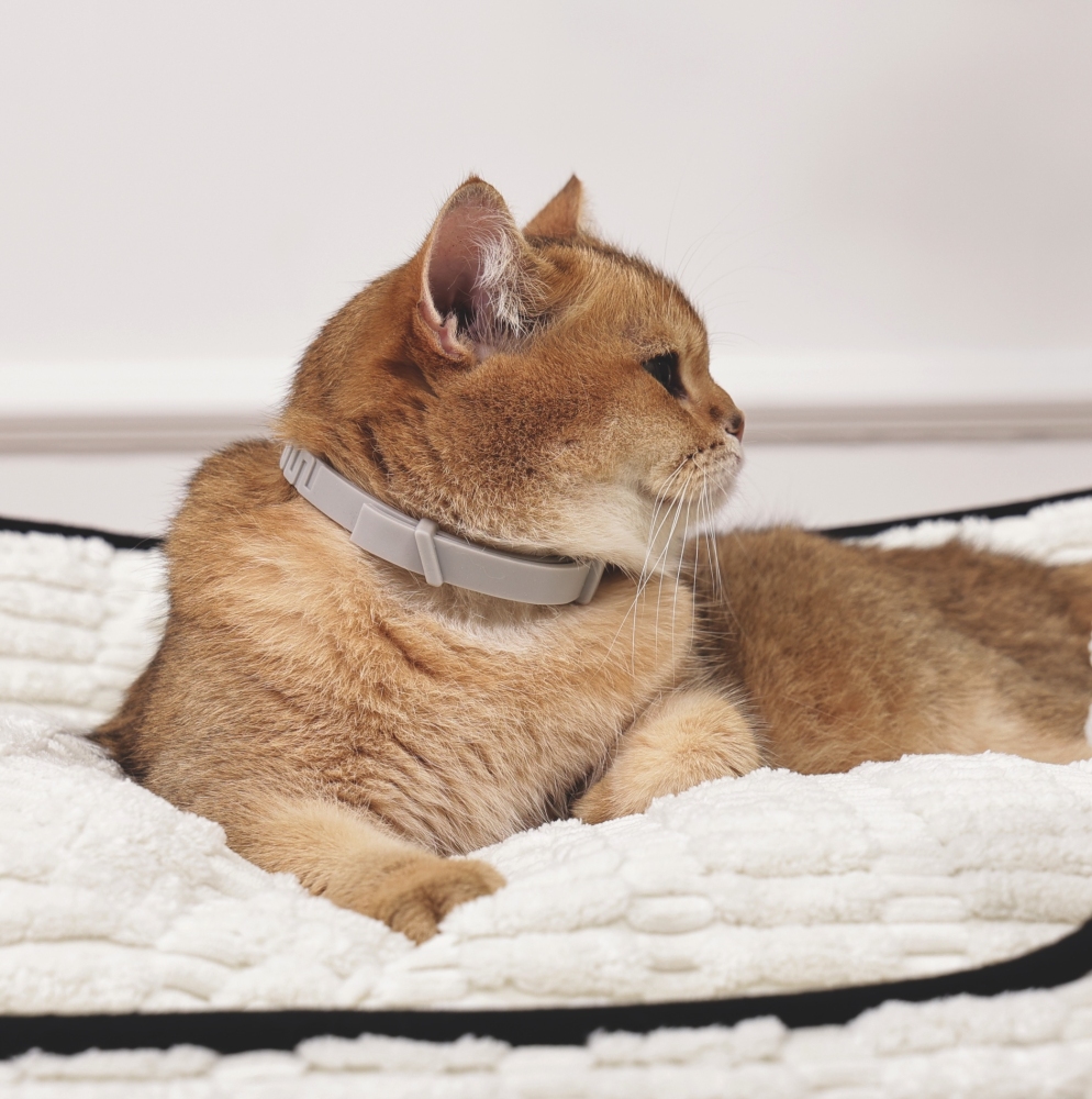 M-Pets Keep Calm Sakinleştirici Kedi Tasması - Gri - 3