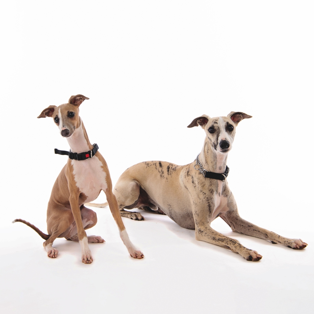 M-Pets Kombı Collar 2'Si 1 Arada Eğitim Tasması (S) - 2
