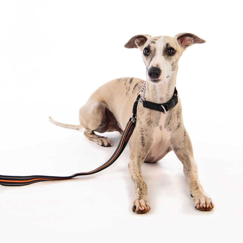 M-Pets Kombı Collar 2'Si 1 Arada Eğitim Tasması (S) - 3