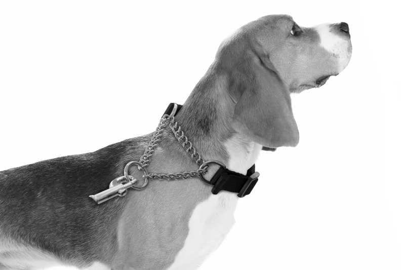 M-Pets Kombı Collar 2'Si 1 Arada Eğitim Tasması (XS) - 2