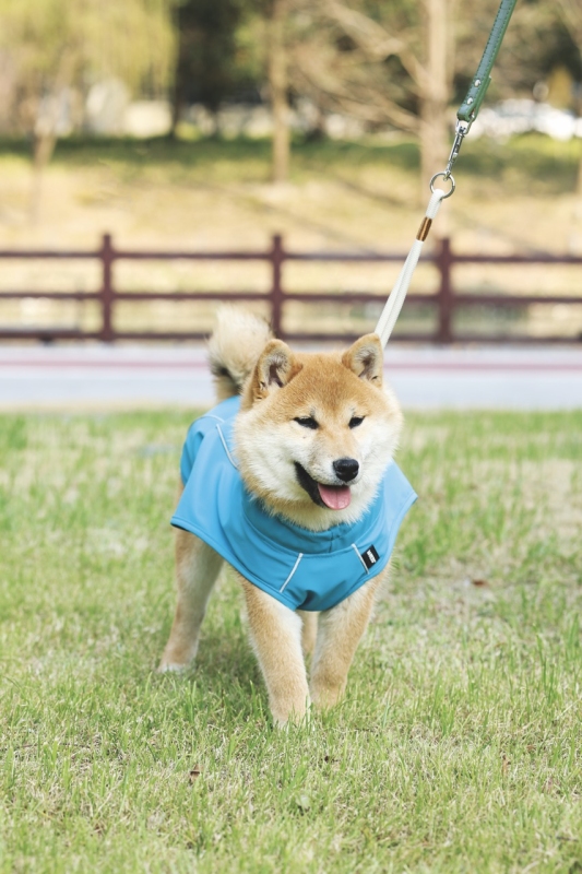 M-Pets Köpek Yağmurluğu (Xs) - 6