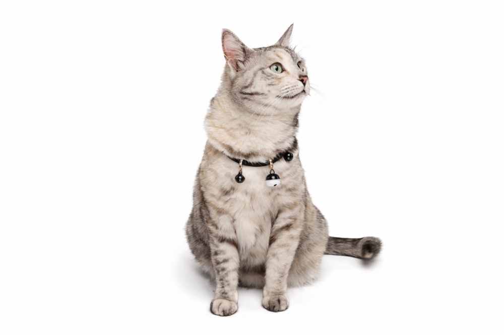 M-Pets Pixie Zilli Kedi Boyun Tasması - Siyah - 3