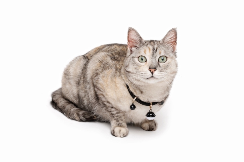 M-Pets Pixie Zilli Kedi Boyun Tasması - Siyah - 4