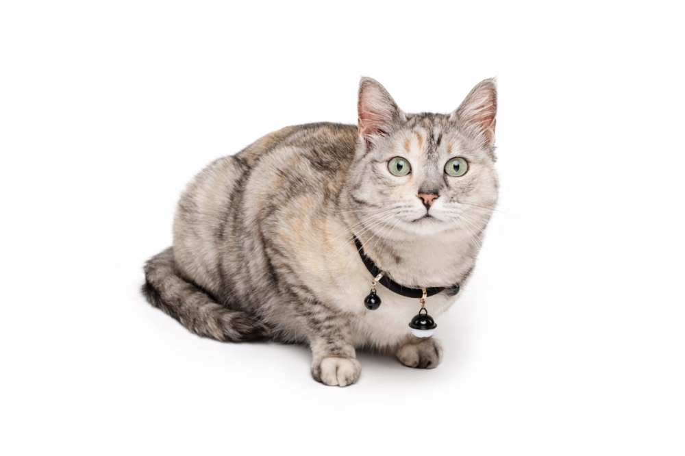 M-Pets Pixie Zilli Kedi Boyun Tasması - Siyah - 4