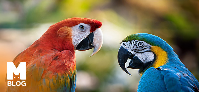 Macaw (Ara) Papağanları Hakkında Bilmeniz Gerekenler