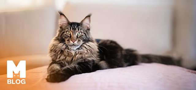 Maine Coon Kedisi Özellikleri ve Bakımı