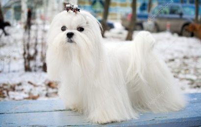 Maltese Terrier (Malta) Köpek Irkı ve Özellikleri