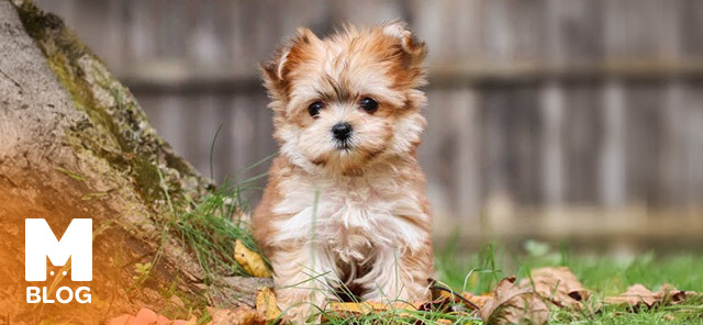 Morkie Köpek Irkı Özellikleri ve Bakımı