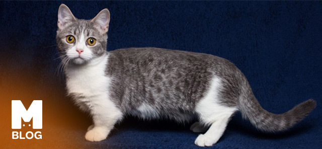 Munchkin Kedi Bakımı ve Özellikleri