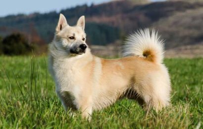 Norveç Buhund Özellikleri ve Bakımı